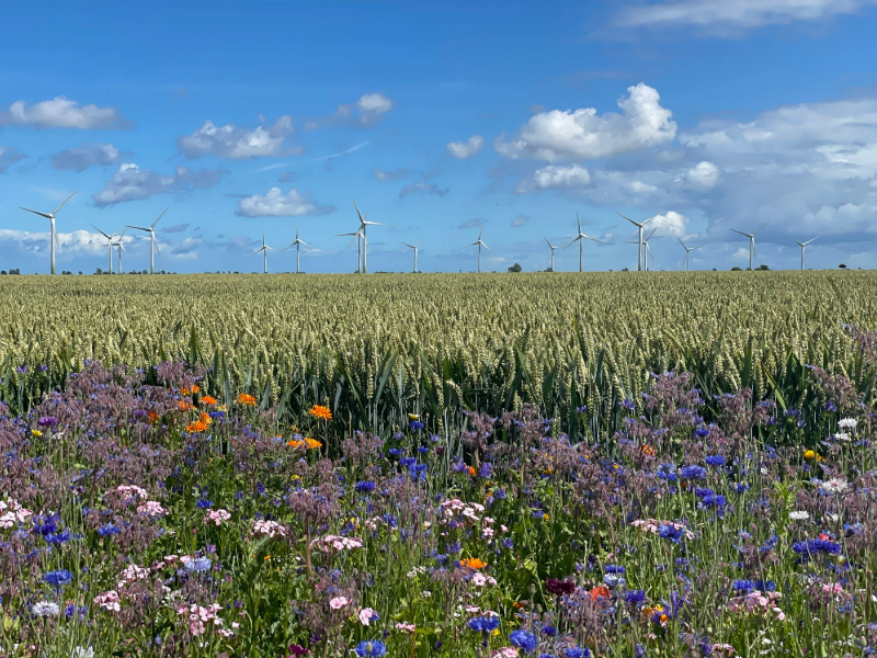 Fehmarn Sonnendeck-22-Landschaft